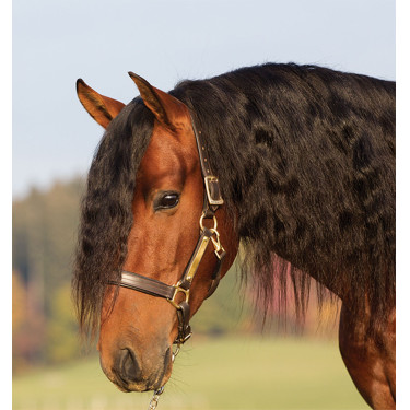 Licol en cuir rembourré Horseware Amigo Licol en cuir rembourré Horseware Amigo