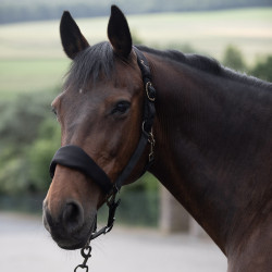 Licol matelassé Graz Horze Noir