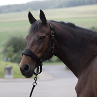 Gewatteerd halster Graz Horze Zwart