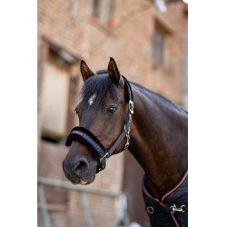 Licol et longe poney Pegasus Horze Noir