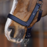 Licol HV Polo Essential Marine Bleu marine