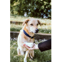 Collier pour chien Plaited Nylon Kentucky Vert olive Collier pour chien Plaited Nylon Kentucky Vert olive