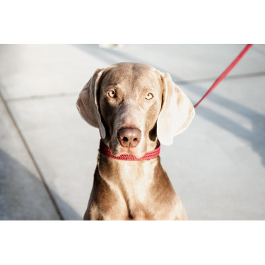 Laisse pour chien Plaited Nylon 200 cm Kentucky Bordeaux