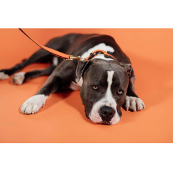 Laisse pour chien Plaited Nylon 200 cm Kentucky Orange Laisse pour chien Plaited Nylon 200 cm Kentucky Orange