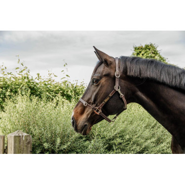 Hoofdstel voor Flexibele Kentucky Halster Bruin