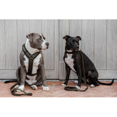 Harnas voor honden Active Teddy Fleece Kentucky Harnas voor honden Active Teddy Fleece Kentucky