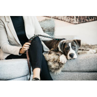 Laisse pour chien en Perles faites-main Kentucky Bleu clair