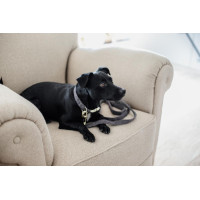 Wool Long Laisse voor hond Kentucky Grijs