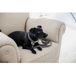 Wool Long Laisse voor hond Kentucky Wool Long Laisse voor hond Kentucky