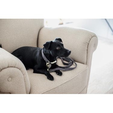 Wool Long Laisse voor hond Kentucky Wool Long Laisse voor hond Kentucky
