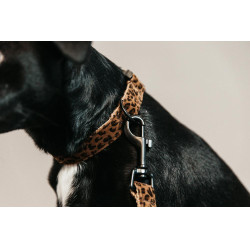Collier pour chien Léopard Kentucky Marron léopard