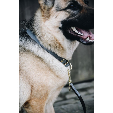 Halsband voor hond Loop Kentucky Halsband voor hond Loop Kentucky