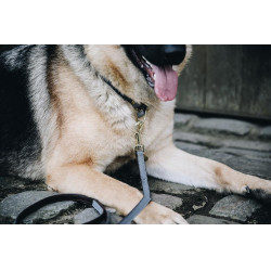 Halsband voor hond Loop Kentucky Grijs