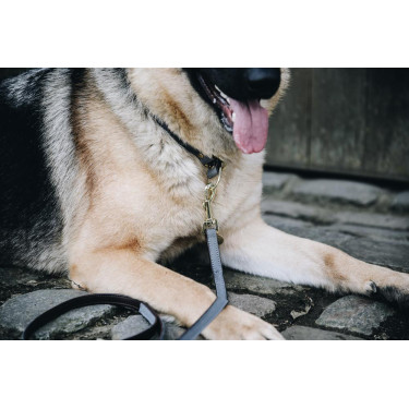 Halsband voor hond Loop Kentucky Halsband voor hond Loop Kentucky