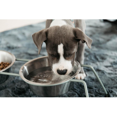 Gamelle pour chien Confort Kentucky Gamelle pour chien Confort Kentucky