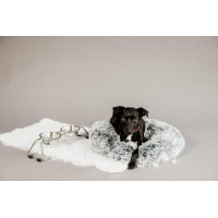 Hondenvoerbak Comfort Kentucky Stofgroen Hondenvoerbak Comfort Kentucky Stofgroen