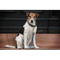 Laisse pour chien Loop Kentucky Gris Laisse pour chien Loop Kentucky Gris
