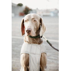 Manteau pour chien Kentucky réfléchissant & déperlant avec protection ventrale Argent Manteau pour chien Kentucky réfléchissant & déperlant avec protection ventrale Argent