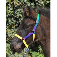 Nylon halster voor Shetland Multicolor HKM Veelkleurig Multicolor Nylon halster voor Shetland Multicolor HKM Veelkleurig Multicolor