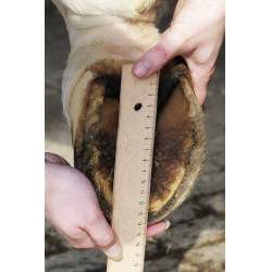 Hipposandales HKM Noir Hipposandales HKM Noir