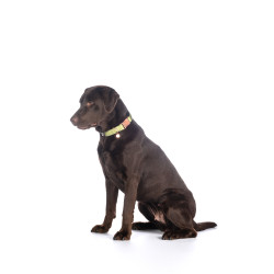Collier de chien Ida nylon HKM Pistache Vert