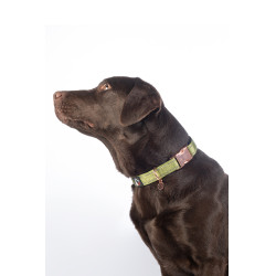 Collier de chien Ida nylon HKM Pistache Vert