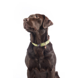 Collier de chien Ida nylon HKM Pistache Vert