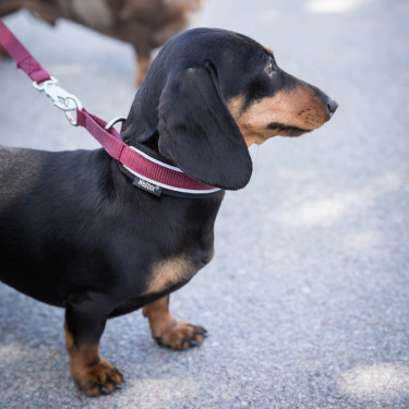 Halsband voor hond Charlie Back on Track Bordeaux