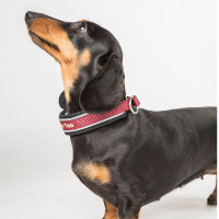 Halsband voor hond Charlie Back on Track Zwart