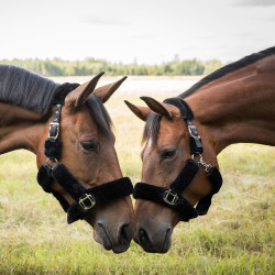 Licol Audrey Back on Track Noir