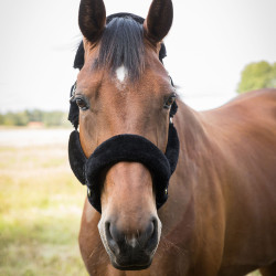 Licol Audrey Back on Track Noir