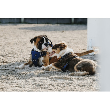 Harnais pour chien Riding World Simba Harnais pour chien Riding World Simba