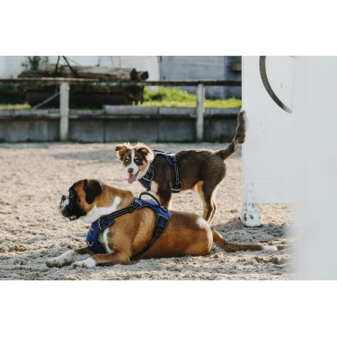 Harnais pour chien Riding World Simba Harnais pour chien Riding World Simba
