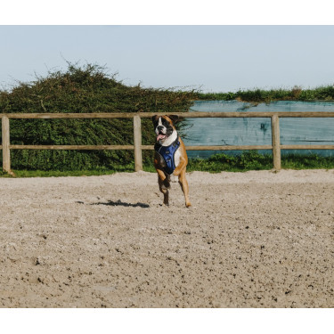 Harnais pour chien Riding World Simba Harnais pour chien Riding World Simba
