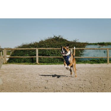 Harnais pour chien Riding World Simba Harnais pour chien Riding World Simba