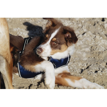 Harnais pour chien Riding World Simba Harnais pour chien Riding World Simba
