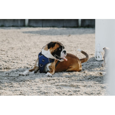 Harnais pour chien Riding World Simba Harnais pour chien Riding World Simba