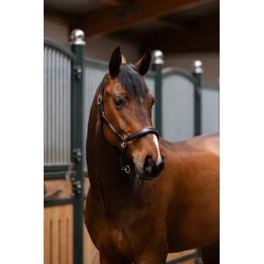 Lederen halster Eskadron Elegance Lederen halster Eskadron Elegance
