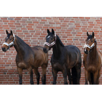 Licol Eskadron fausse fourrure Double pin Bleu cendré Licol Eskadron fausse fourrure Double pin Bleu cendré