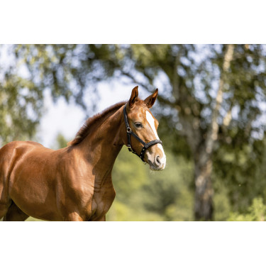 Halster Eskadron Veulen Zwart