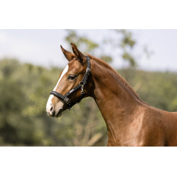 Halster Eskadron Veulen Zwart