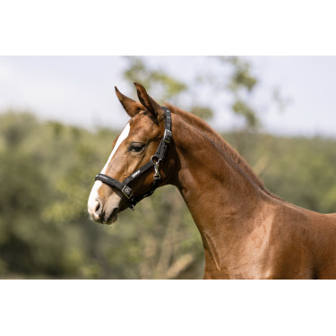 Halster Eskadron Veulen Zwart