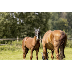 Masque anti-mouches Eskadron Anthracite Gris Masque anti-mouches Eskadron Anthracite Gris