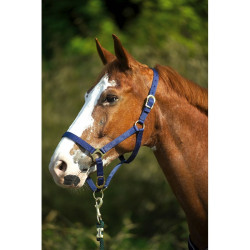 Nylon halster met dubbele dikte en gespen Norton Nylon halster met dubbele dikte en gespen Norton
