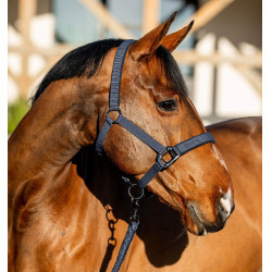 Licol et longe Amigo Horseware
