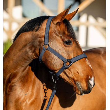 Licol et longe Amigo Horseware