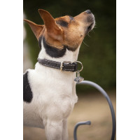 Halsband voor hond Pénélope Olie Havane