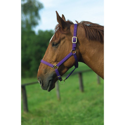 Licol nylon doublé cuir Violet