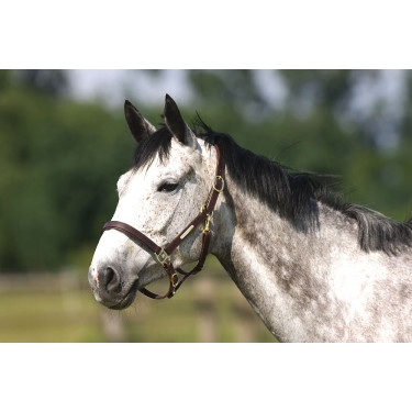Halster Excelsior met dubbele verstelling Halster Excelsior met dubbele verstelling