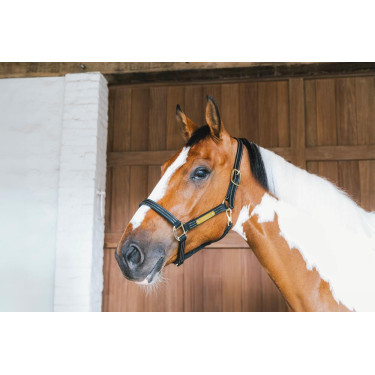 Lederen halster Wellington Kentucky Lederen halster Wellington Kentucky